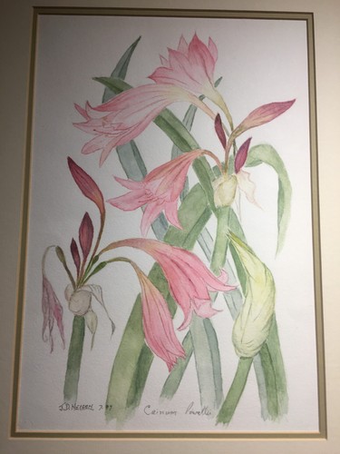 John nelson crinum - john,