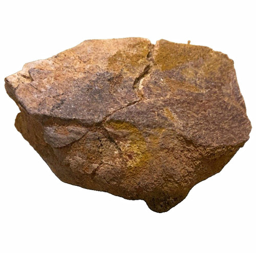 Rare 265g carcharodontosaurus - 265g,