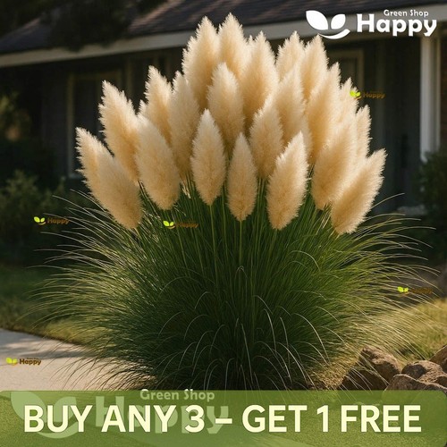 Pampas grass seeds - pampas, white