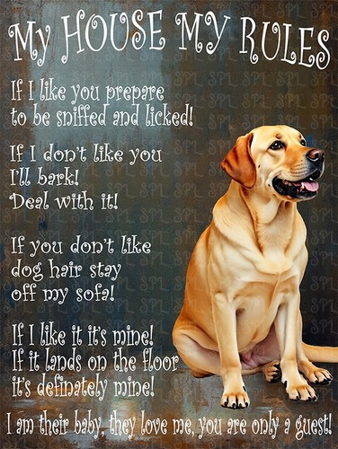 Golden labrador house my - my,
