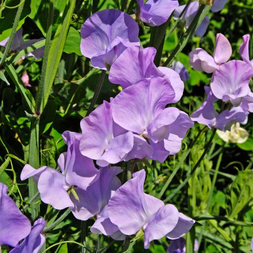 Leamington sweet pea - leamington,