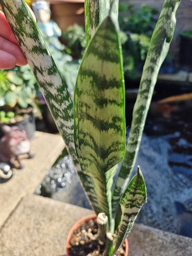 Snake house plant - house, sansevieria