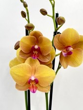 Phalaenopsis Buddha Orchid Easy Care Houseplant, fully bloom, 60cm