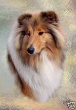 Rough Collie A6 Blank Card