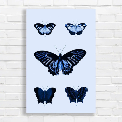 Butterflies the tropics - of,
