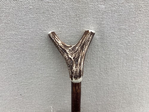 Red deer antler - antler, hazel