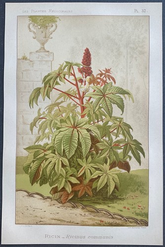 Castor ricinus communis - castor,