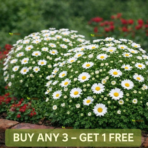 Snowland daisy 1300 seeds - -,