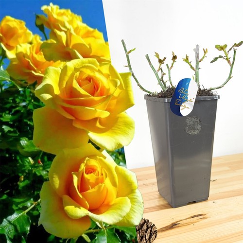 Fragrant flower rose - fragrant, climbing