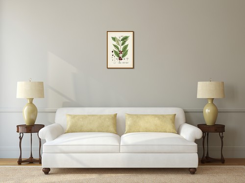 Coffee plant antique botanical