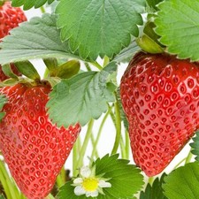 Strawberry Loran Basket Tub