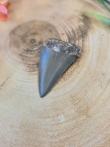 Mako shark fossilised tooth - mako,