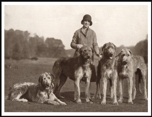 Irish wolfhound lady - irish, dogs