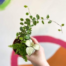 Terrarium Plant Mixed Bundle – 3 Rooted Cuttings in a 6cm Pot