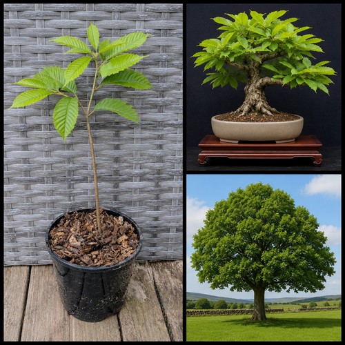 Sweet chestnut tree castanea - chestnut, (castanea