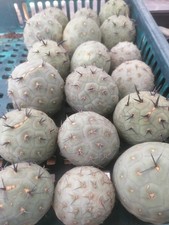 Large Tephrocactus Geometricus Cuttings. Large Balls Rarely Available! 