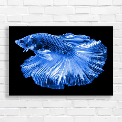Vibrant siamese fighting fish - vibrant,