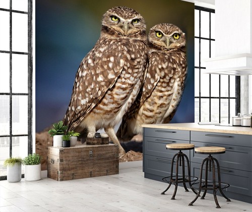 Spotted owl b05 wallpaper - spotted,
