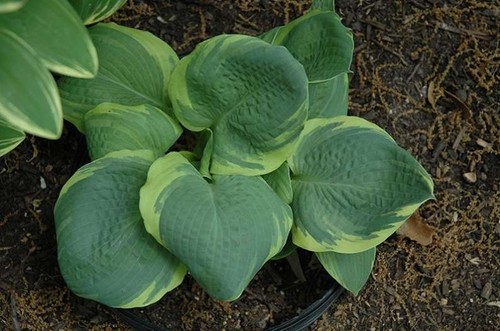 Hosta pizzazz plantain - hosta, 'pizzazz'