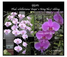 Phalaenopsis Schilleriana