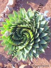ALOE POLYPHYLLA spiral
