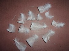 24 Real Swan White Feathers
