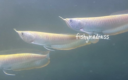 Live tropical fish yellowish - tropical, fish-yellowish