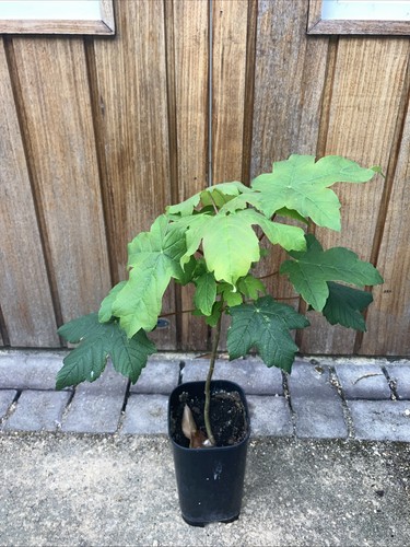 Sycamore tree sapling - sycamore,