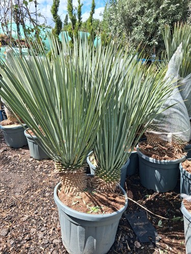 Blue swan yucca rostrata plant - swan,