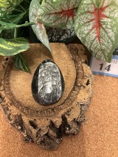 Genuine fossil orthoceras - fossil,