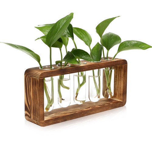 Glass plant propagation - plant,