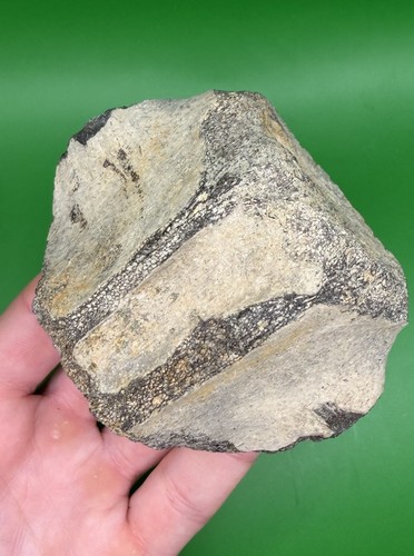 Carolina fossil whale dolphin - whale,