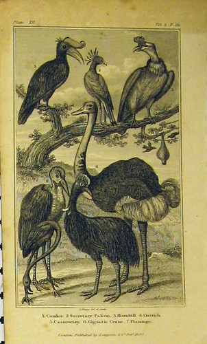 Original old antique print - original,