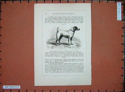Animals terrier dog - terrier,