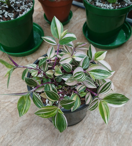 Tradescantia mundula lisa - mundula,