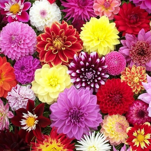 Dahlia tubers surprise mix - dahlia,