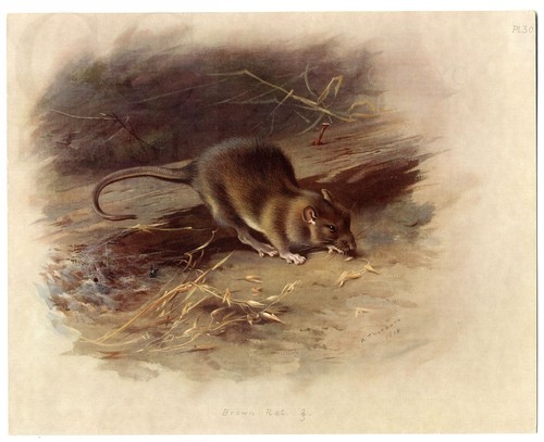 1920 antique print brown rat - print,