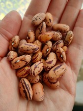 Climbing French Bean seeds  'Borlotto Lingua Di Fuoco'