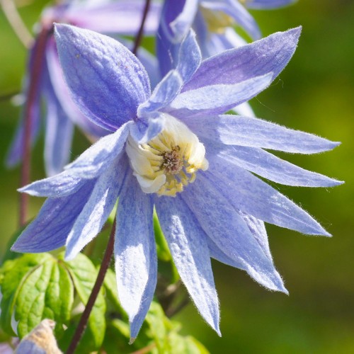 Clematis alpina deciduous - clematis, |