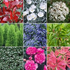 5 X Evergreen Shrub Plant Mix