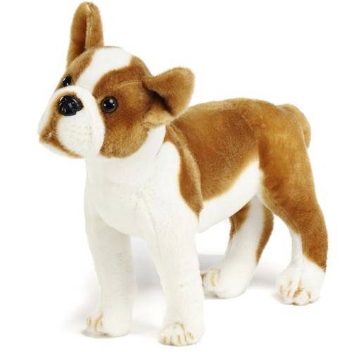 Bobby the boston terrier boxer - bobby,
