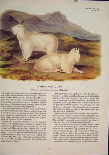 Original old antique - antique, print