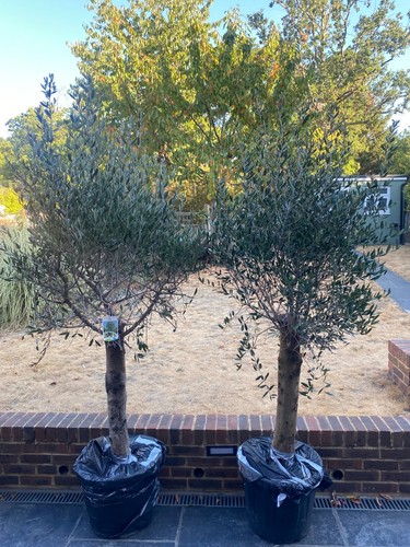 Pair beautiful mature xl - pair,