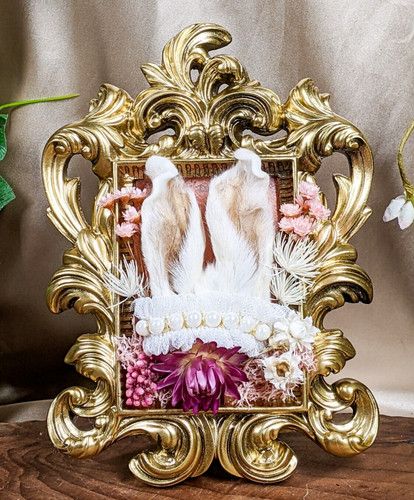 Rabbit ear frame taxidermy - rabbit,