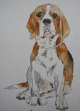 Original pen & ink and watercolour painting drawing of a Beagle on ivory paper