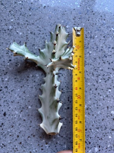 Euphorbia lactea white ghost - euphorbia,