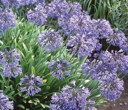 Agapanthus africanus lily - pc,
