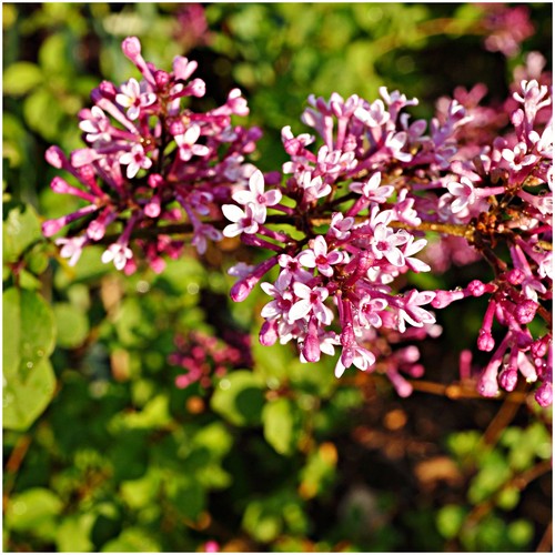 Syringa bloomerang pink - syringa,