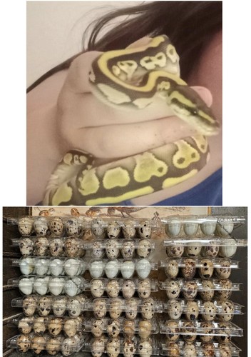 Quail eggs reptile - food, or