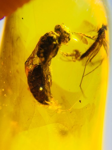 Burmese burmite cretaceous - burmite,